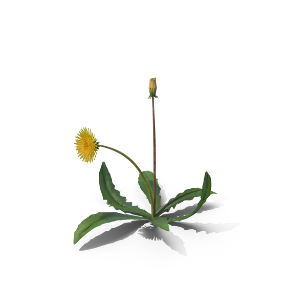 Taraxacum Officinale PNG & PSD Images