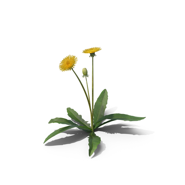 Taraxacum Officinale PNG & PSD Images