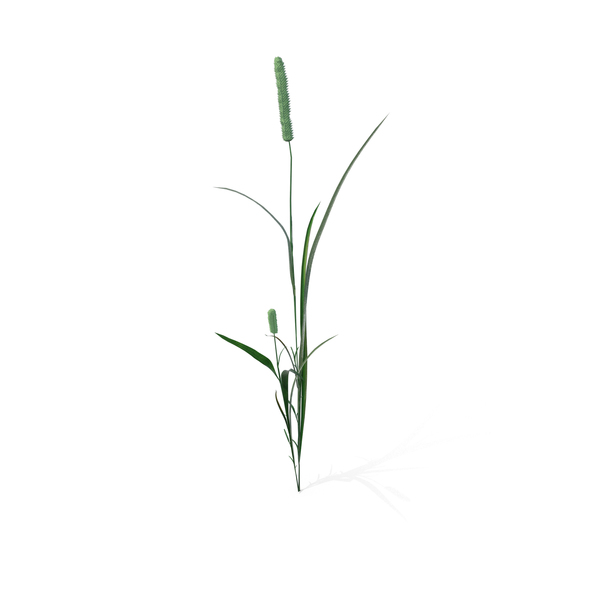 Phleum Pratense PNG & PSD Images