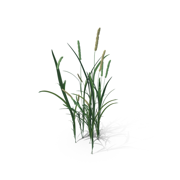 Timothy-Grass (Phleum Pratense) PNG & PSD Images