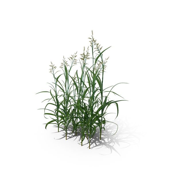Reed Canary Grass (Phalaris Arundinacea) PNG & PSD Images