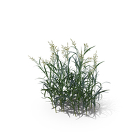 Reed Canary Grass (Phalaris Arundinacea) PNG & PSD Images