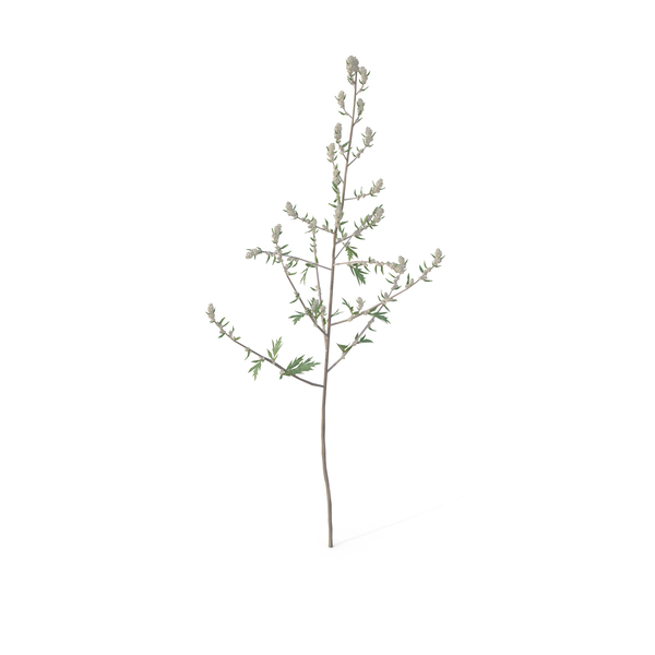 Artemisia Vulgaris PNG & PSD Images