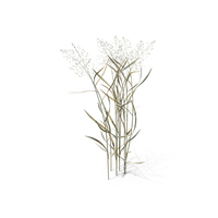 Bentgrass (Agrostis Capillaris ) PNG & PSD Images