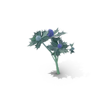 Sea Holly PNG & PSD Images