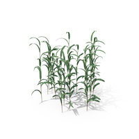 Reeds PNG & PSD Images