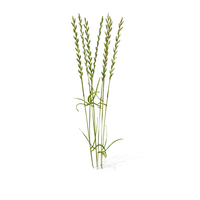 Perennial Rye-Grass PNG & PSD Images