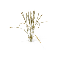 Perennial Rye-grass (Lolium Perenne) PNG & PSD Images