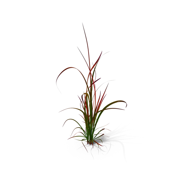 Japanese Blood Grass PNG & PSD Images