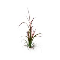 Japanese Blood Grass PNG & PSD Images