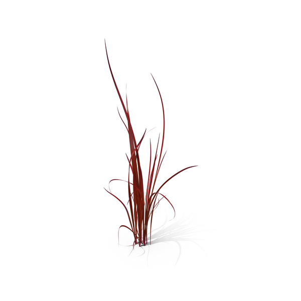 Japanese Blood Grass PNG & PSD Images