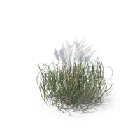 Purple Pampas Grass PNG & PSD Images