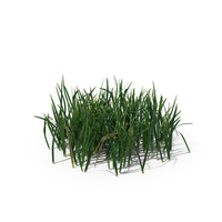 Simple Grass PNG & PSD Images