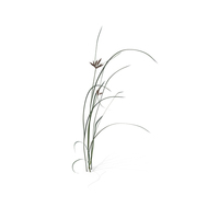 Bayonet Grass (Bolboschoenus Maritimus) PNG & PSD Images