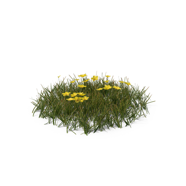 grass with flowers top view