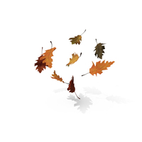 秋天橡木叶png＆psd图像