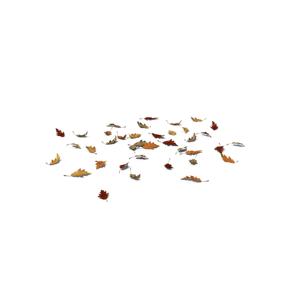 Fall Oak Leaves PNG & PSD Images
