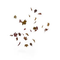 Floating Maple Leaves PNG & PSD Images