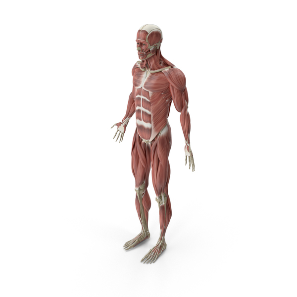 Male Muscular System PNG & PSD Images