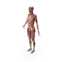Female Muscular System PNG & PSD Images