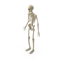 男性骨骼系统PNG和PSD图像