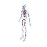 Male Circulatory System PNG & PSD Images