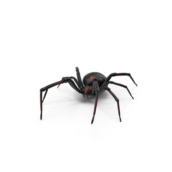 Black Widow PNG & PSD Images