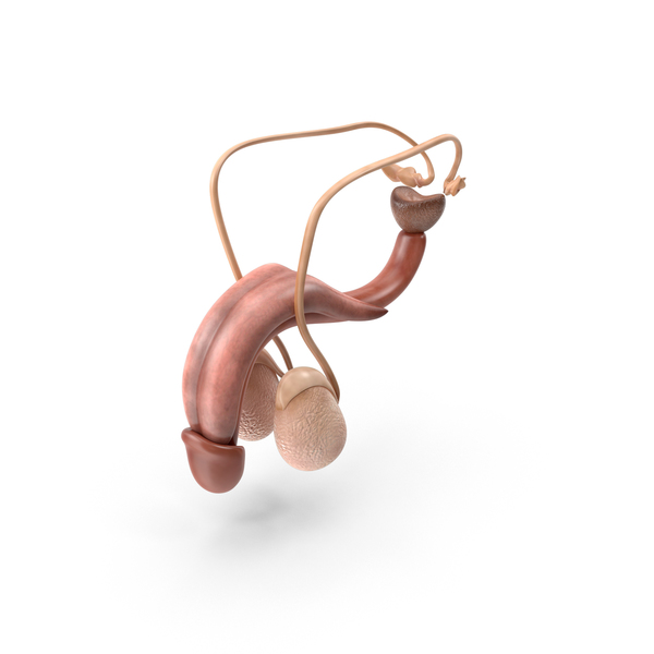 Male Reproductive System PNG & PSD Images
