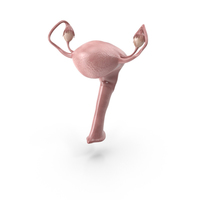 Female Reproductive System PNG & PSD Images