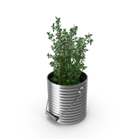 Thyme Plant PNG & PSD Images