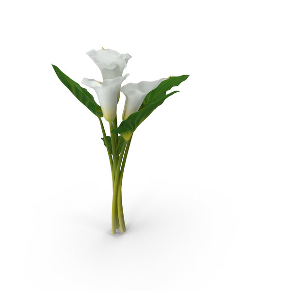 Calla Lily PNG & PSD Images