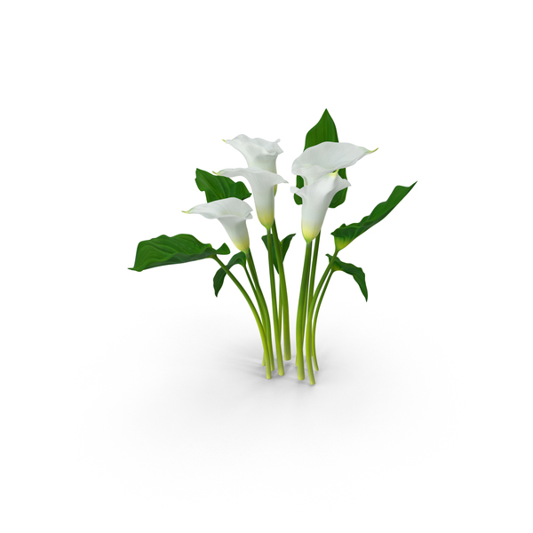 Calla Lily PNG & PSD Images