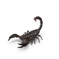 Scorpion PNG & PSD Images