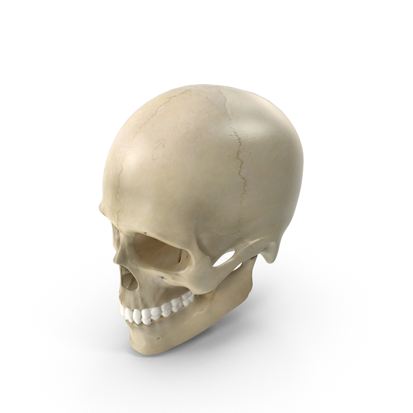 Male Skeleton PNG & PSD Images