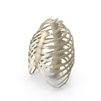 Male Ribcage PNG & PSD Images