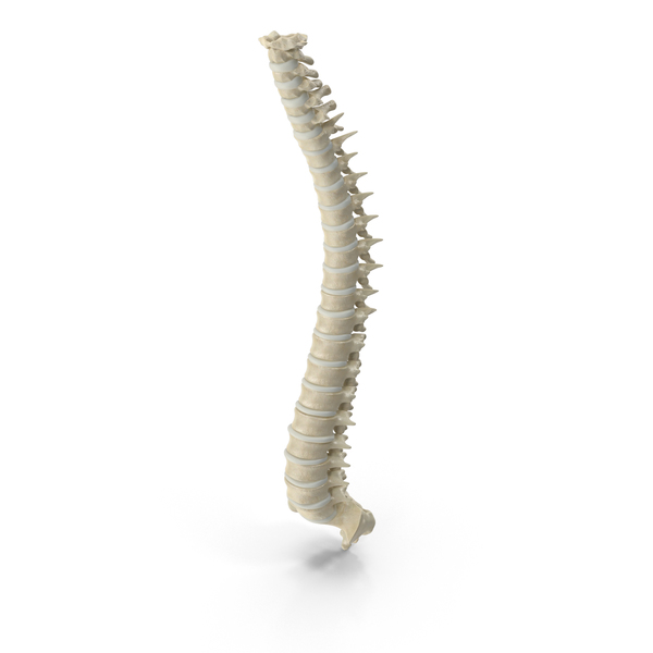 Male Spine PNG & PSD Images