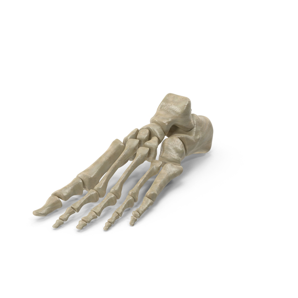 Skeletal Foot PNG & PSD Images
