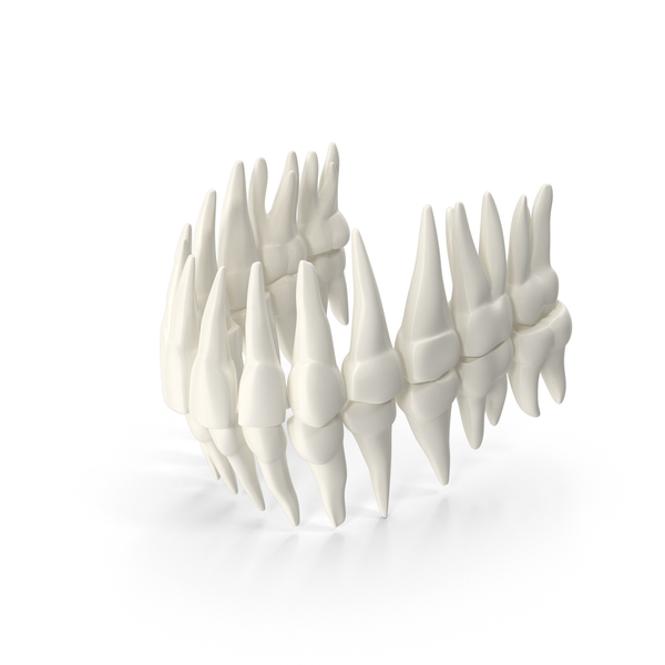 Human Teeth PNG & PSD Images