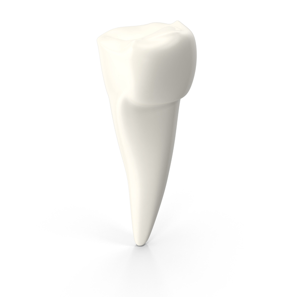 Pre-Molar Tooth PNG & PSD Images