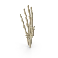 Skeletal Hand PNG & PSD Images