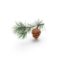 Frosted Pine Cone PNG Images & PSDs for Download