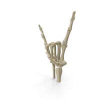Posed Skeletal Hand PNG & PSD Images