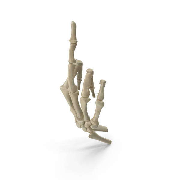 Posed Skeletal Hand PNG & PSD Images