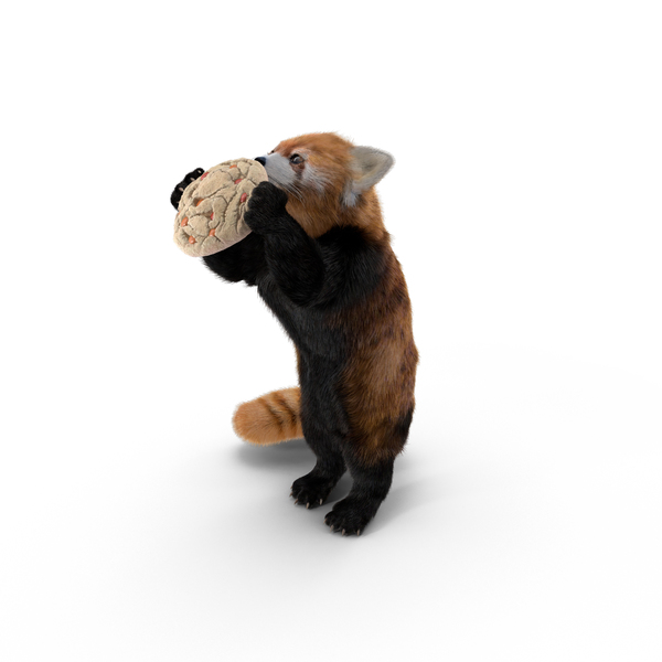 Red Panda With Cookie PNG & PSD Images