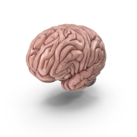 Human Brain PNG & PSD Images