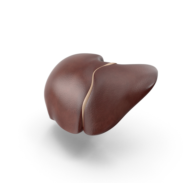 Human Liver PNG & PSD Images