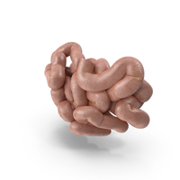 Human Small Intestine PNG & PSD Images