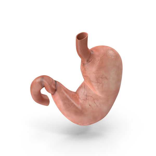 Human Stomach PNG & PSD Images