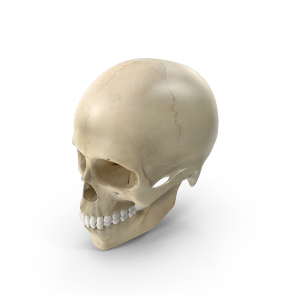 Female Skull PNG & PSD Images
