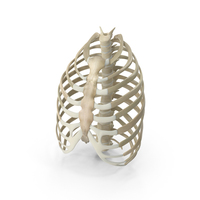 Female Rib Cage PNG & PSD Images